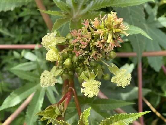 Rizinus wächst hier überall
