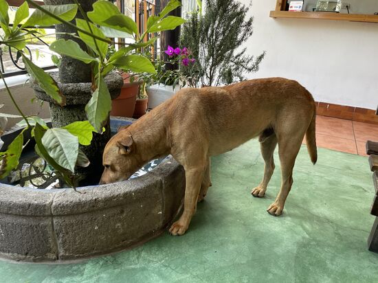 Falco, der Familienhund  im Restaurant 3B