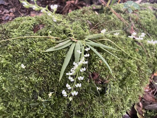 schaut aus wie ein winziges Maiglöckchen