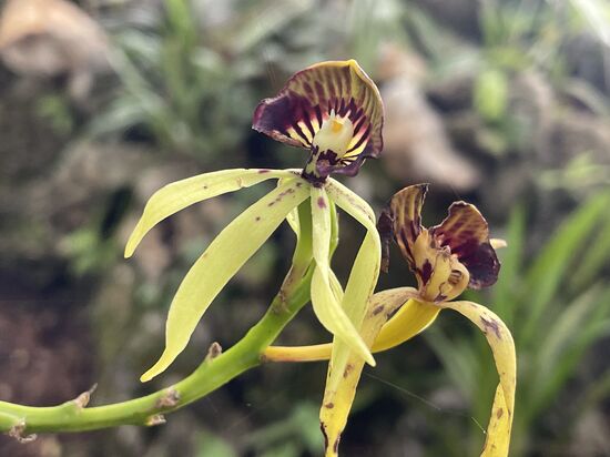 Ballerina oder die schwarze Orchidee - ist die Nationalblume von Belize