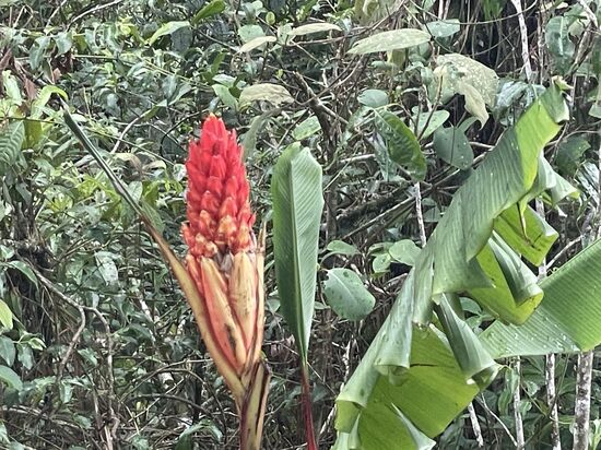 gehört zu den Bananengewächsen