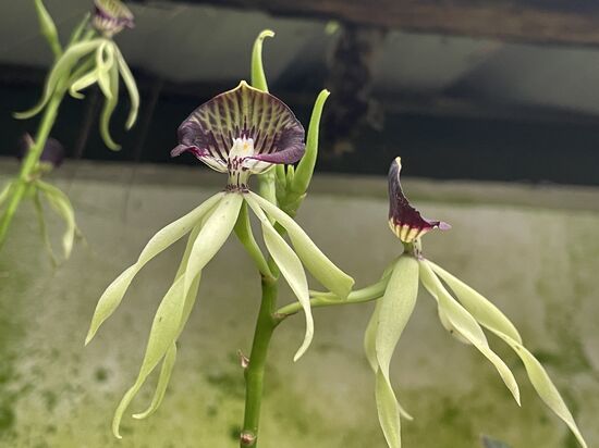 Ballerina, die Tänzerin