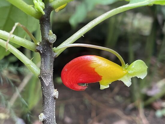eine Papageinpflanze oder Kongo-Lieschen