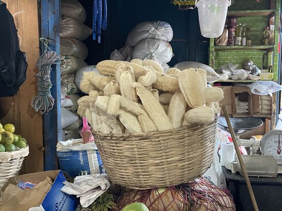 Luffa, kennen wir als Massagepads. Hier sind se noch unverarbeitet, pur.