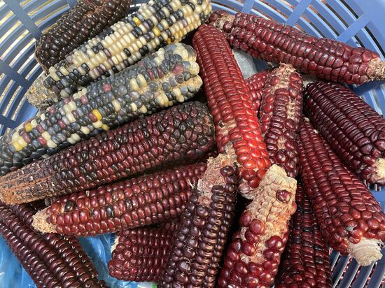 Die Mayagötter haben die Menschen aus Maismehl geschaffen. Das erklärt die verschiedenen Hautfarben. Und auch, warum Guatemalteken immer Mais essen müssen. Sie sind die Nachkommen der Mayas.