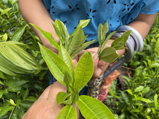 drei verschiedene Pflanzensorten: weisser Tee (vorne) grüner Tee hinten links und schwarzer Tee hinten rechts.