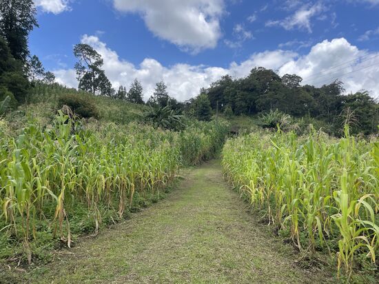 Eine Milpa mit Bananenstauden