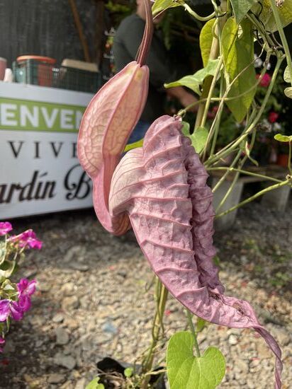 Eine Pfeiffenwinde - im Blumengeschäft gefunden.