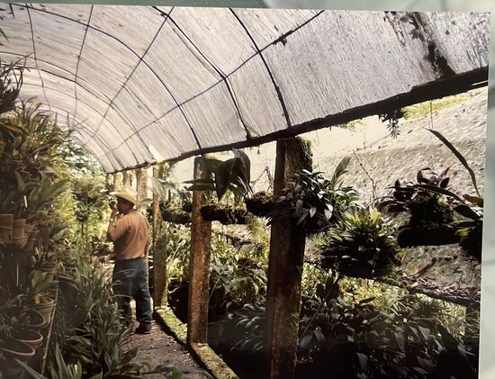 Das Foto von 2004 mit dem alten Mann, der uns die Orchideen damals erklärt hat.