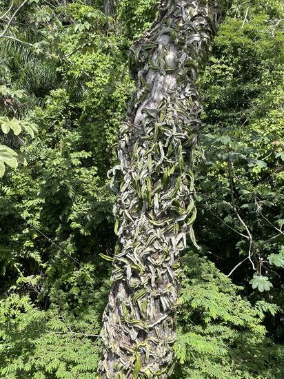 Kakteen schlängeln sich wie Natern den Stamm hinauf. Fast habe ich das Gefühl, der Baum bewegt sich.