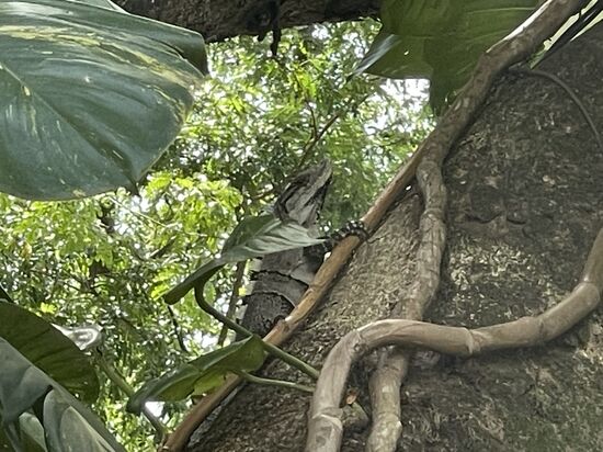 ein ca 2 Meter langer Leguan im Baum über meinem Schreibplatz