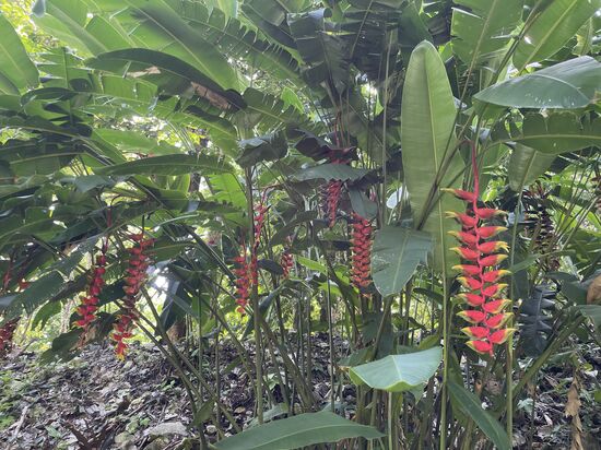 Heliconias - local name: pico de loro