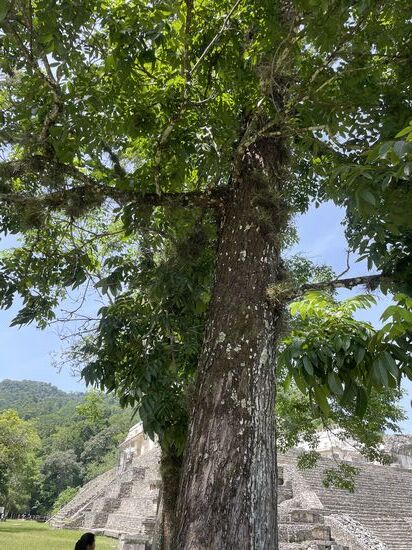 Eine Caoba, Mahagoni