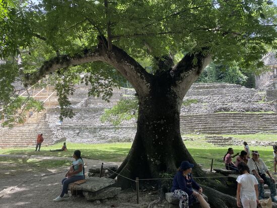 eine weibliche Ceiba