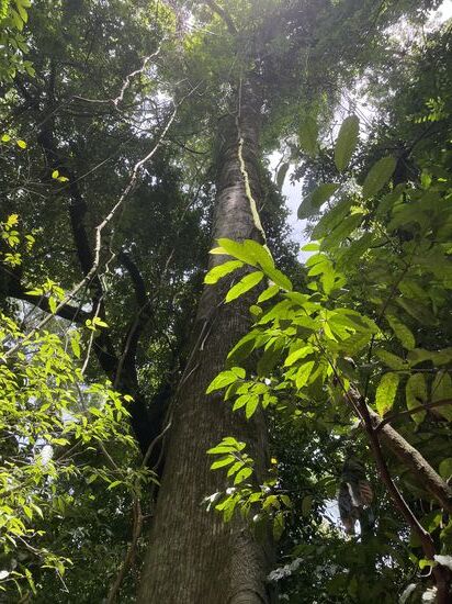 eine riesige Ceiba bricht durch den Blätterwald