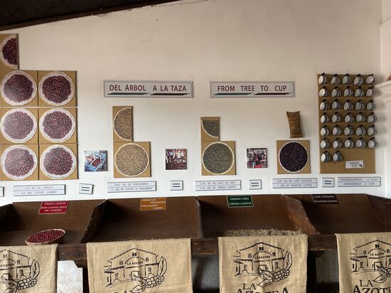 Der Ertrag eines Kaffeestrauches: ca 3 kg rote Beeren - ergibt am Schluss nach Schälen, Fermentieren und Rösten noch ein halbes Kilogramm Kaffee.