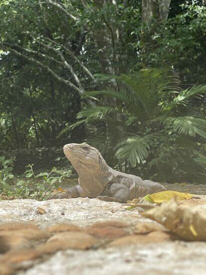 Beim Weiterlaufen, wäre ich fast über diesen Leguan gestolpert, der mitten auf dem Weg lag und sich von der Sonne wärmen liess.