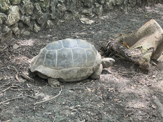 Galapagos-Schildkröte