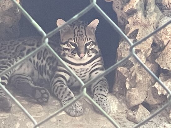 Ozelot, eine kleine Tiegerart