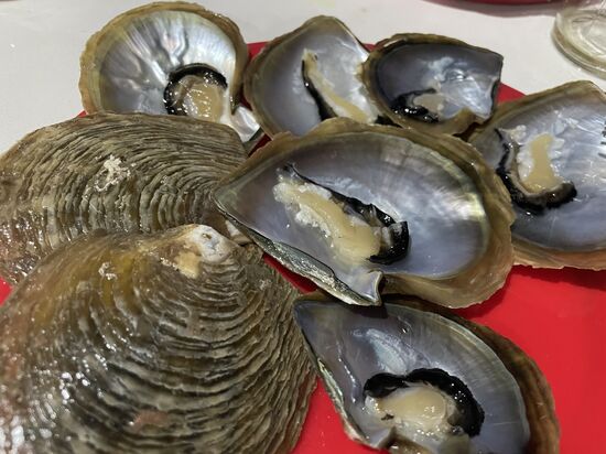 Perlmuscheln. Aber sie sind noch zu klein, als dass sie eine Perle entwickeln könnten.