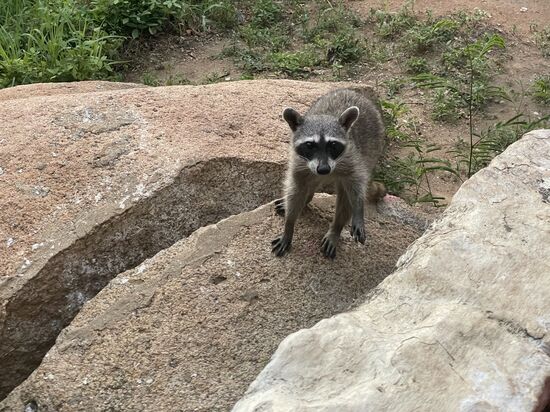 Begegnung im Garten...