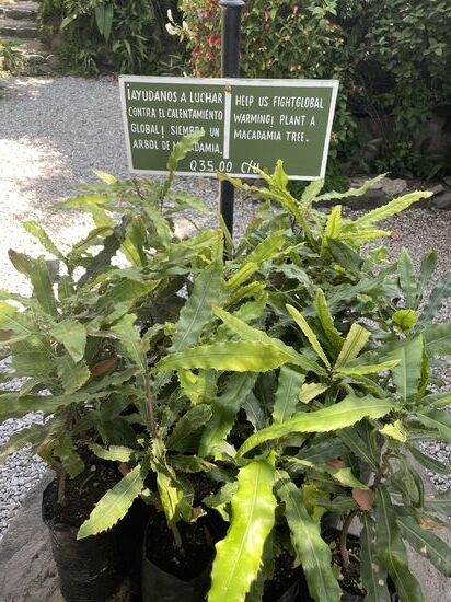 Valhalla ist auch ein Entwicklungsprojekt. Man züchtet junge Böume, die man dann in abgelegenen Dörfern den Menschen zur Verfügung stellt. Damit können sie einerseits ihre eigene Ernährung ergänzen und anerseits gibt es ein neues Produkt um es auf dem Markt zu verkaufen.