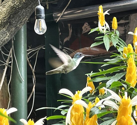 Ein Kolibri, wie oft hab ich schon versucht, einen mit der Kamera einzufangen