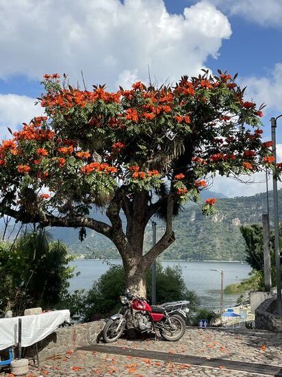 Ein afrikanischer Tulpenbaum