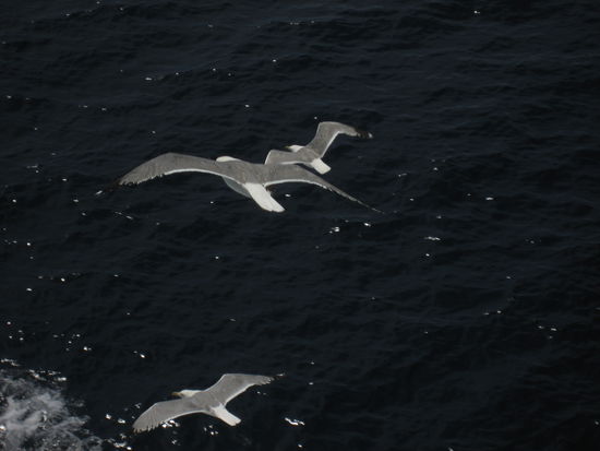 Moewen, die solls in Meeresnaehe auch geben