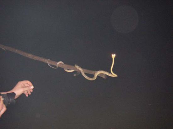 Boa Boa