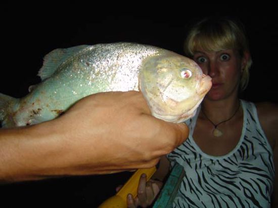 Ein bissiger Piranha