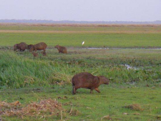 Wasserschweine