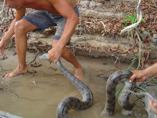 Eine sich gerade häutende Anaconda