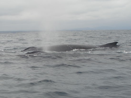 zwei Wale beim Synchronschwimmen