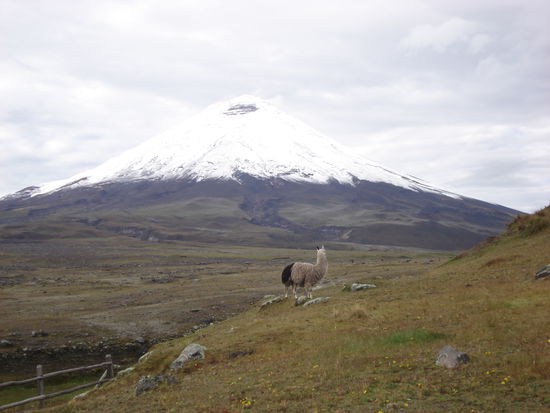 der Cotopaxi