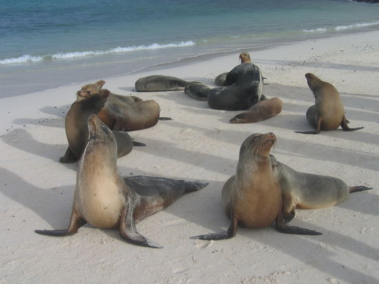 Seeloewen - faul am Strand liegend oder sonnenbadend...