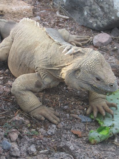 Land Iguana