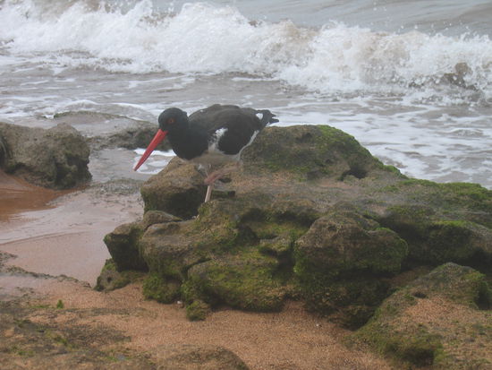 Der Rotschnabel auf Futtersuche