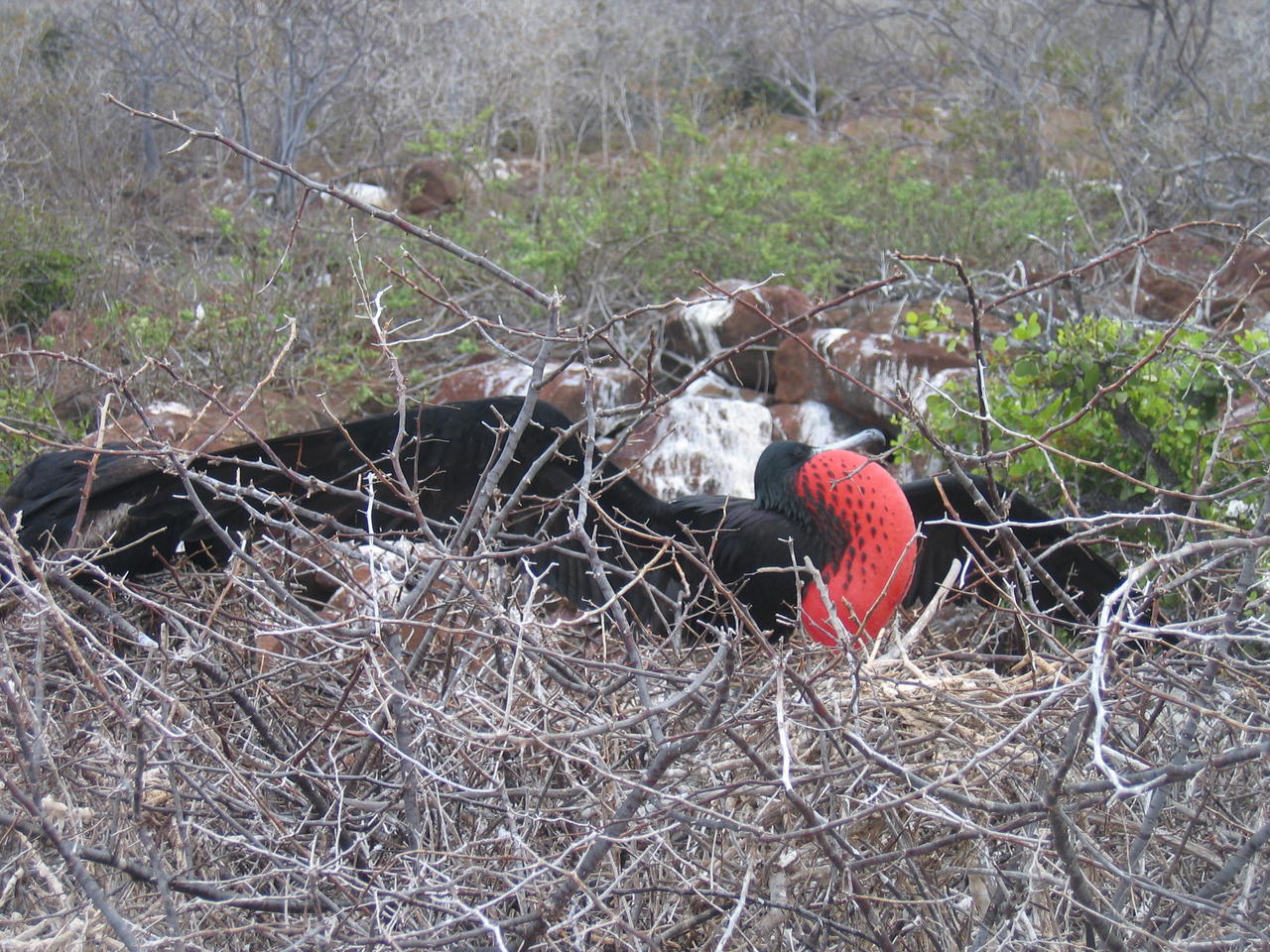 2. Highlight Galapagos Inseln