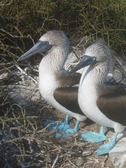 Meine Favoriten in der Vogelwelt - die Blaufuesser