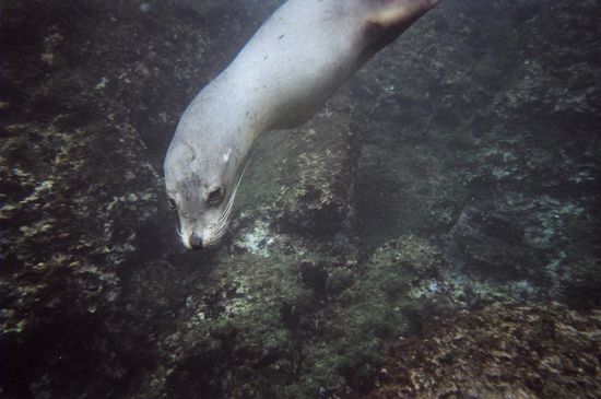 neugieriger Seeloewe