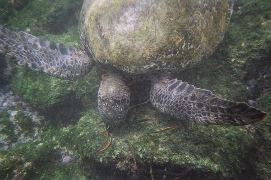 Wasserschildkroete beim Fische verspeissen