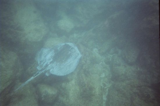 Stachelrochen auf der Flucht - Doch unserer Fotokamera ist sie nicht entkommen