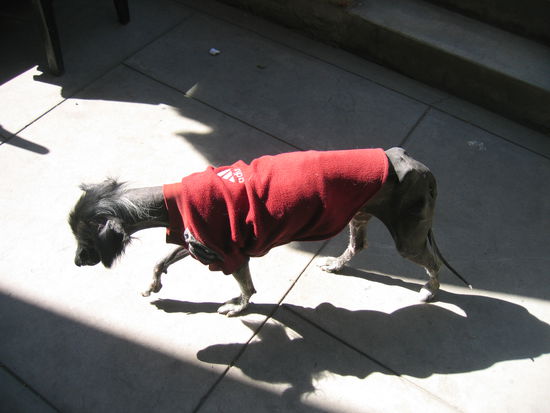 der typische peruanische Hund  - ziemlich gewoehnungsbeduerftig