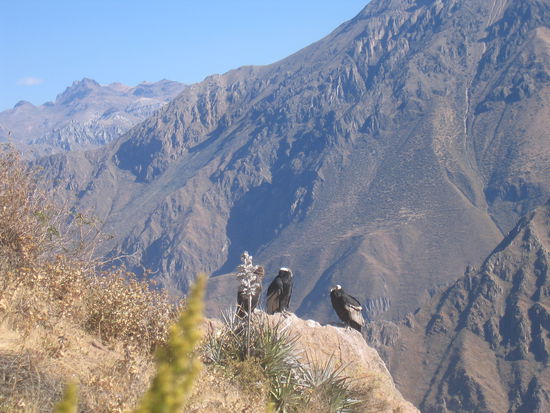 drei Condore beim Mittagsschlaf