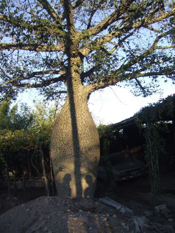...und Arbol Botella-Fotos schiessen,...