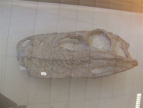 Herrerasaurus ischigualastensis