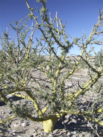 Unverkennbar: der Brea Baum mit gruenem Stamm und Aesten!