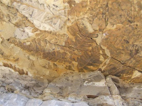 Wer genau hinschaut, findet an den Felswaenden auch Spuren fossilierter Pflanzen