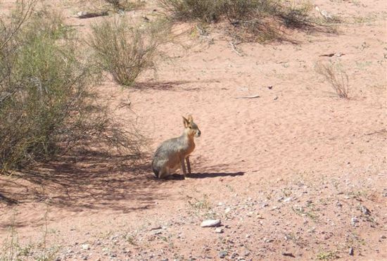 Mara / Patagonian hare